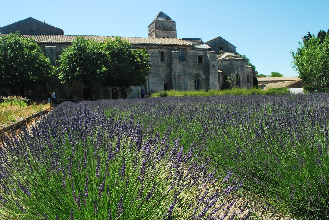 A typical Provence lavender field 